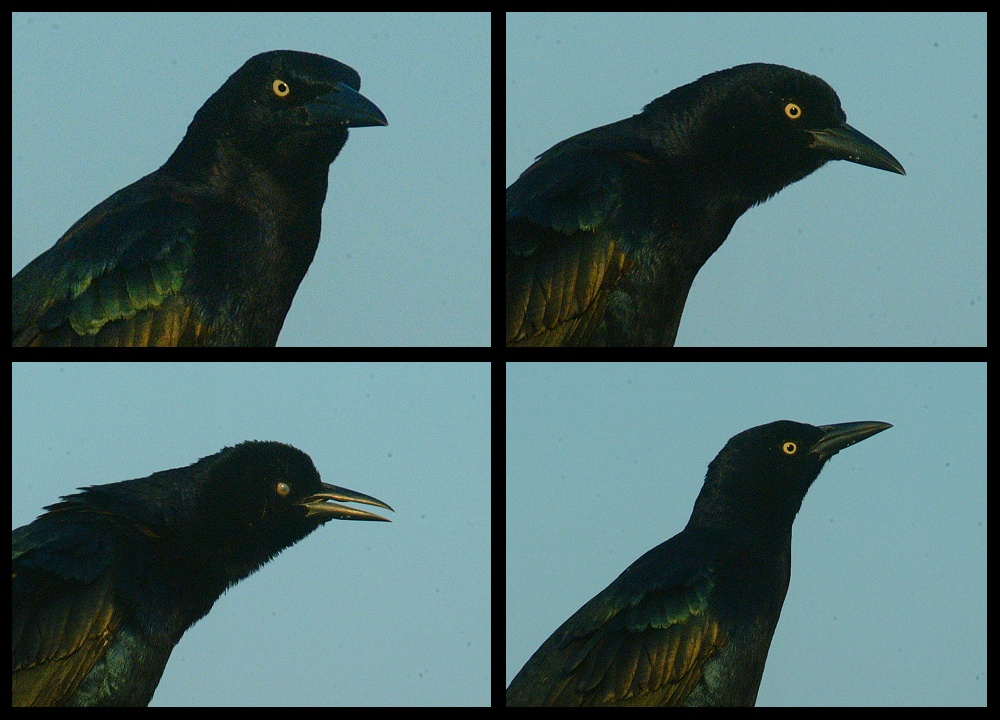 (10) crow montage.jpg   (1000x720)   247 Kb                                    Click to display next picture